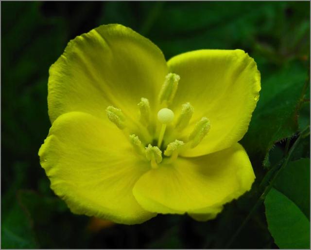 sm 331 Suncups.jpg - Suncups (Camissonia ovata): Suncups were plentiful here at Point Pinole. These natives averaged 1“ in diameter.